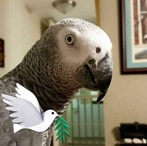 Meet your Posher, Mari